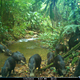 Look at all those white-lipped peccaries!